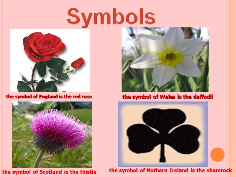 the symbol of England is the red rose the symbol of Wales is the